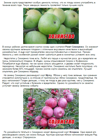 Обзор зимних сортов яблок (рерайт) (фрагмент)