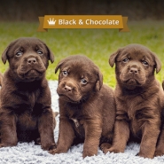 Логотип для black&chocolfte