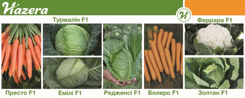 Банер