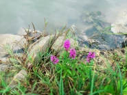 Природа у реки ПОСЛЕ