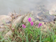 Природа у реки ДО