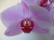 Орхидея ДО