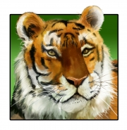 tiger