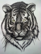 tiger