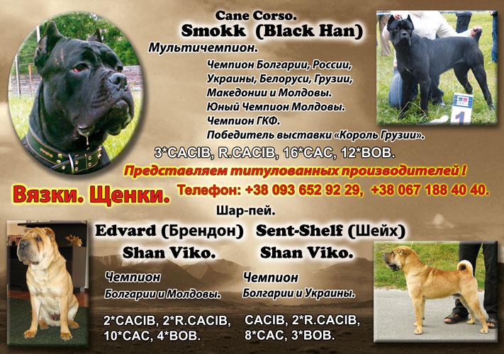 Рекламная листовка (флаер) питомника "Dominus Dog"