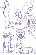 cats