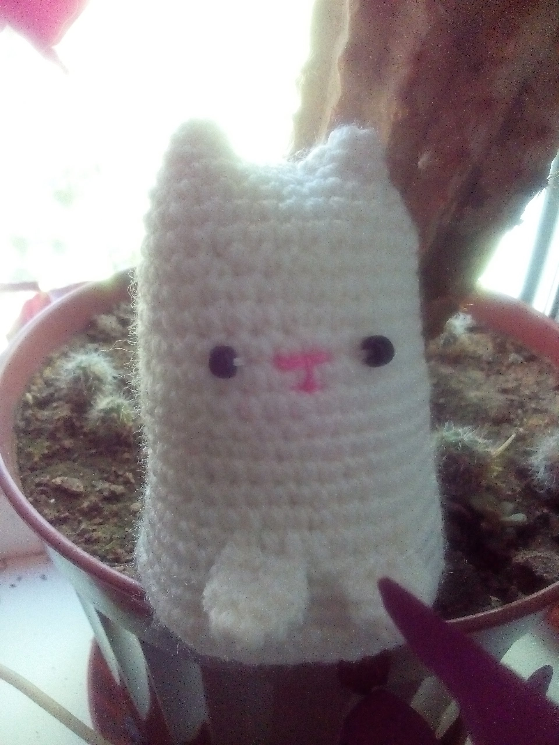 котик