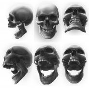 Skull