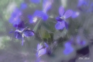 Etude #150322DSC0122.
