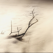 Etude #180108DSC7742.