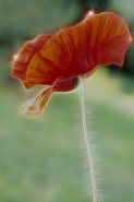 Papaver.