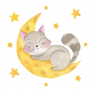Racoon