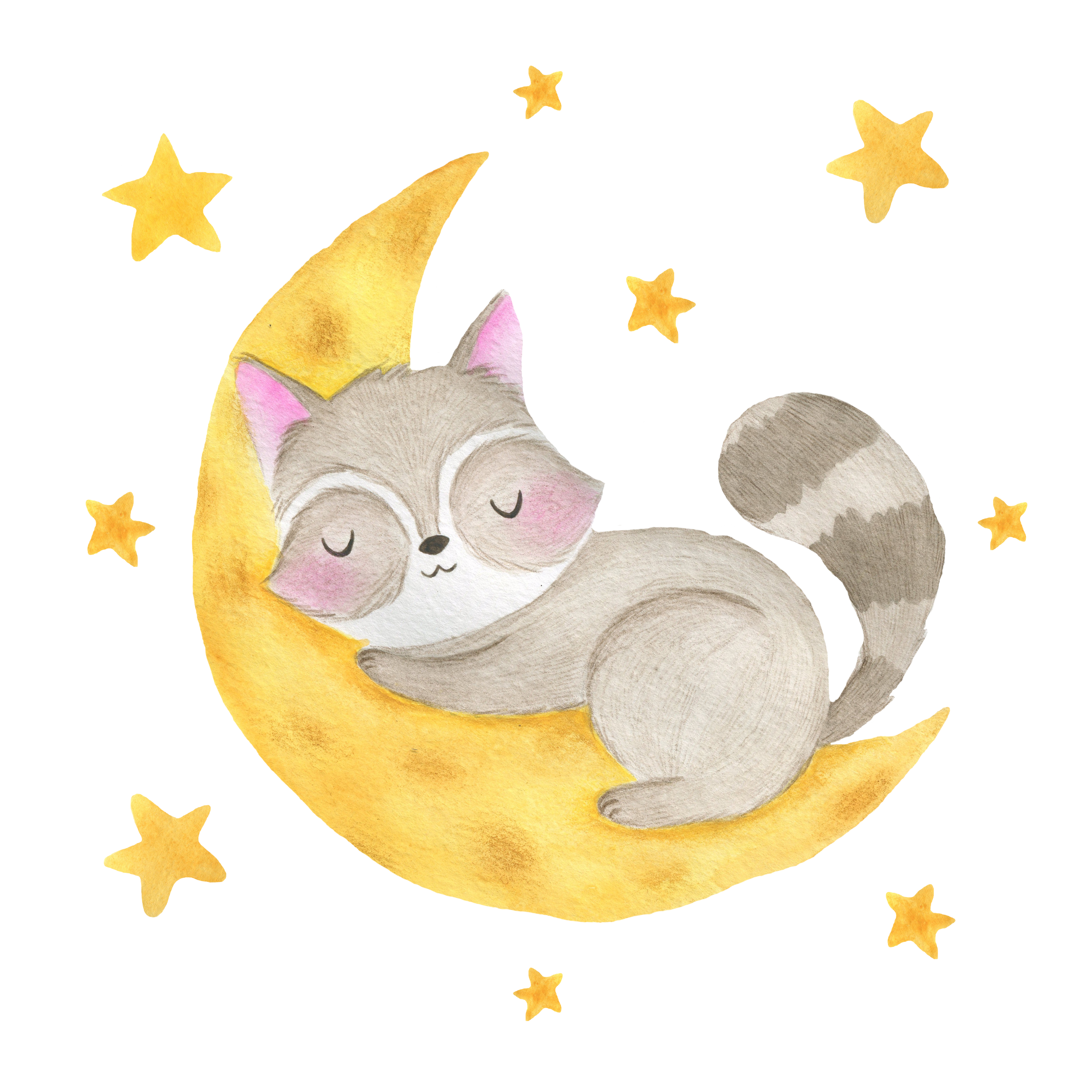 Racoon