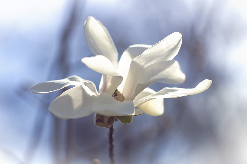 Etude #190409DSC8024.
