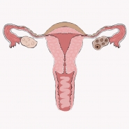 uterus
