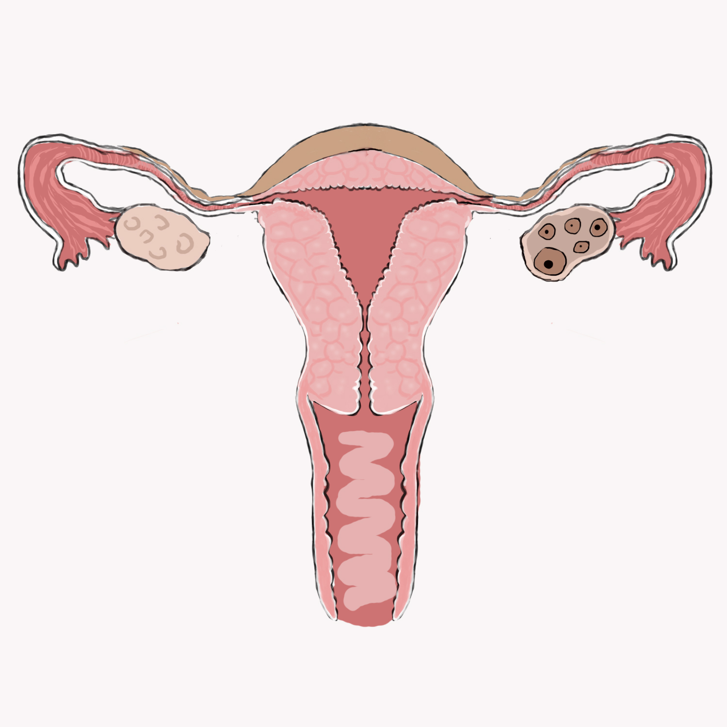 uterus