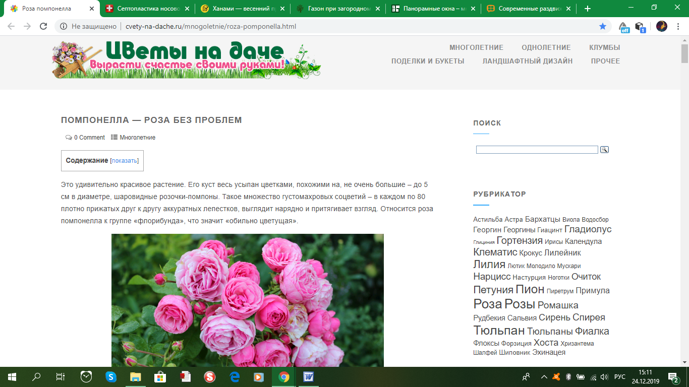 ПОМПОНЕЛЛА — РОЗА БЕЗ ПРОБЛЕМ