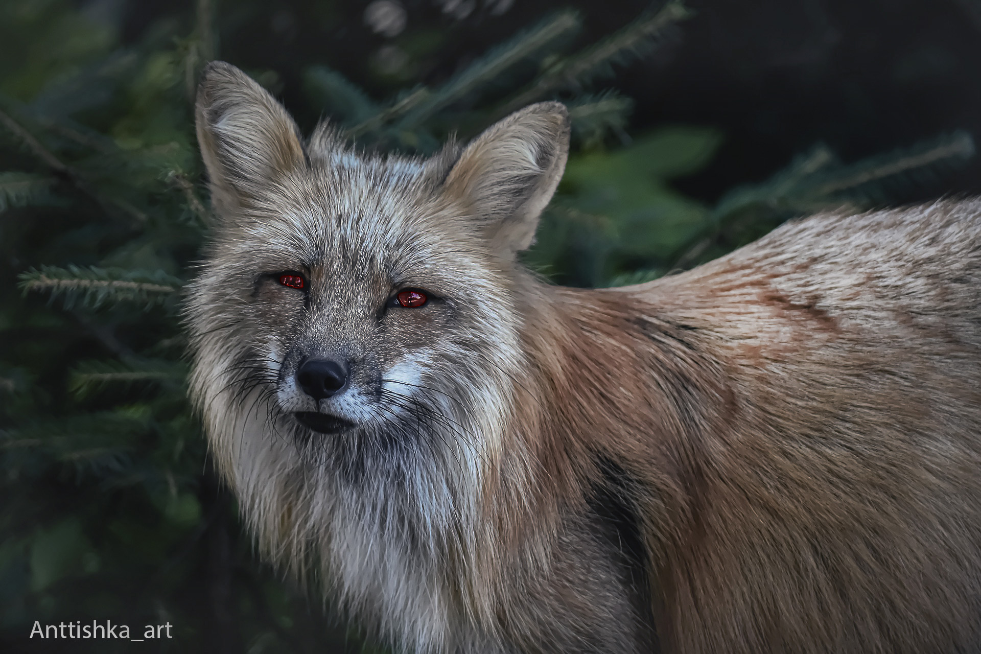 Fox