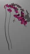 Orchid