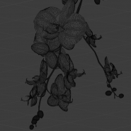 Orchid