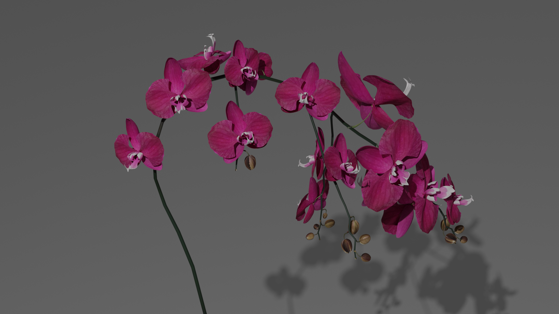 Orchid