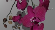 Orchid