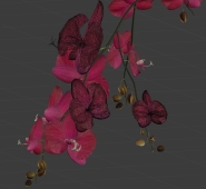 Orchid