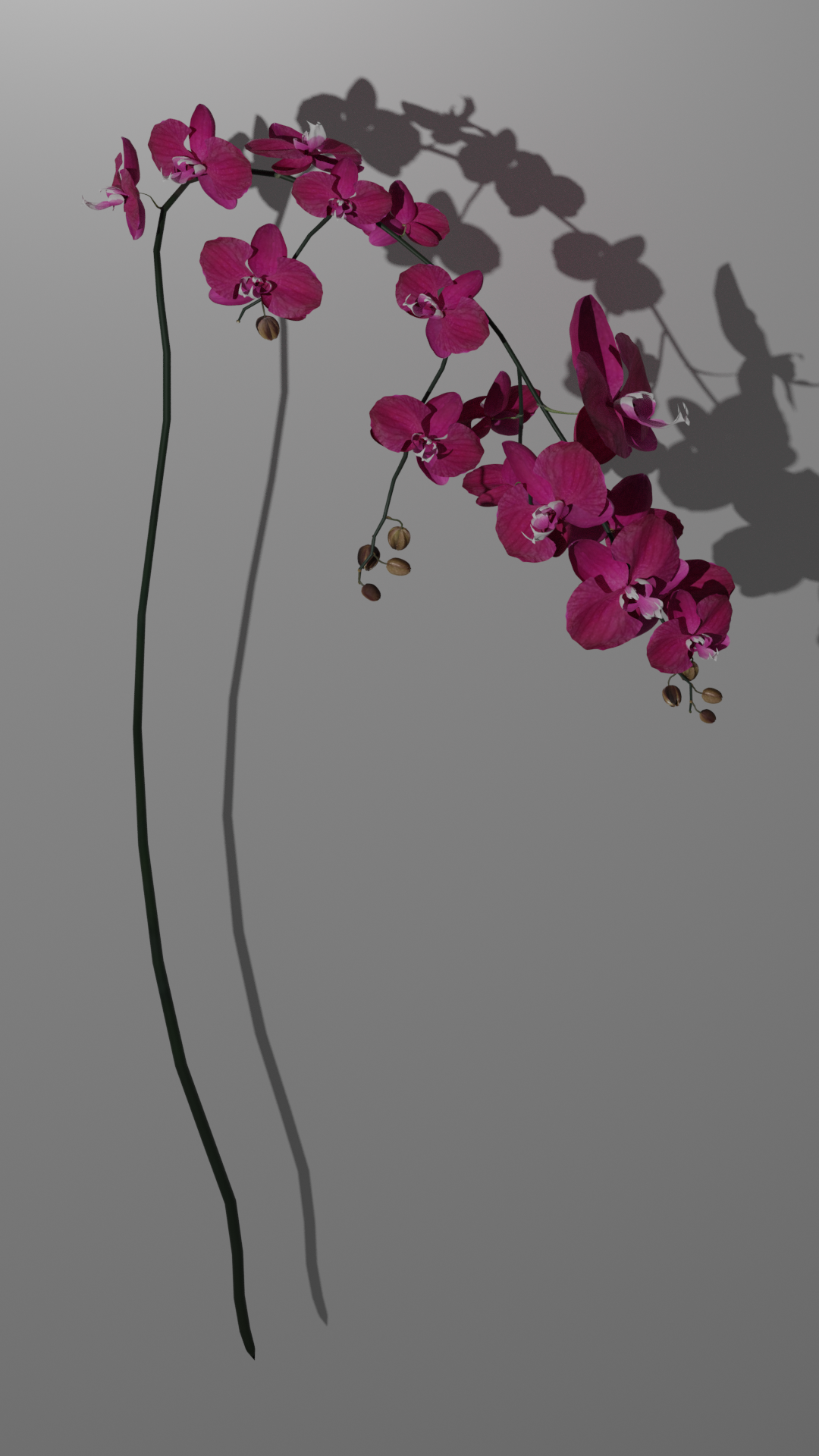 Orchid