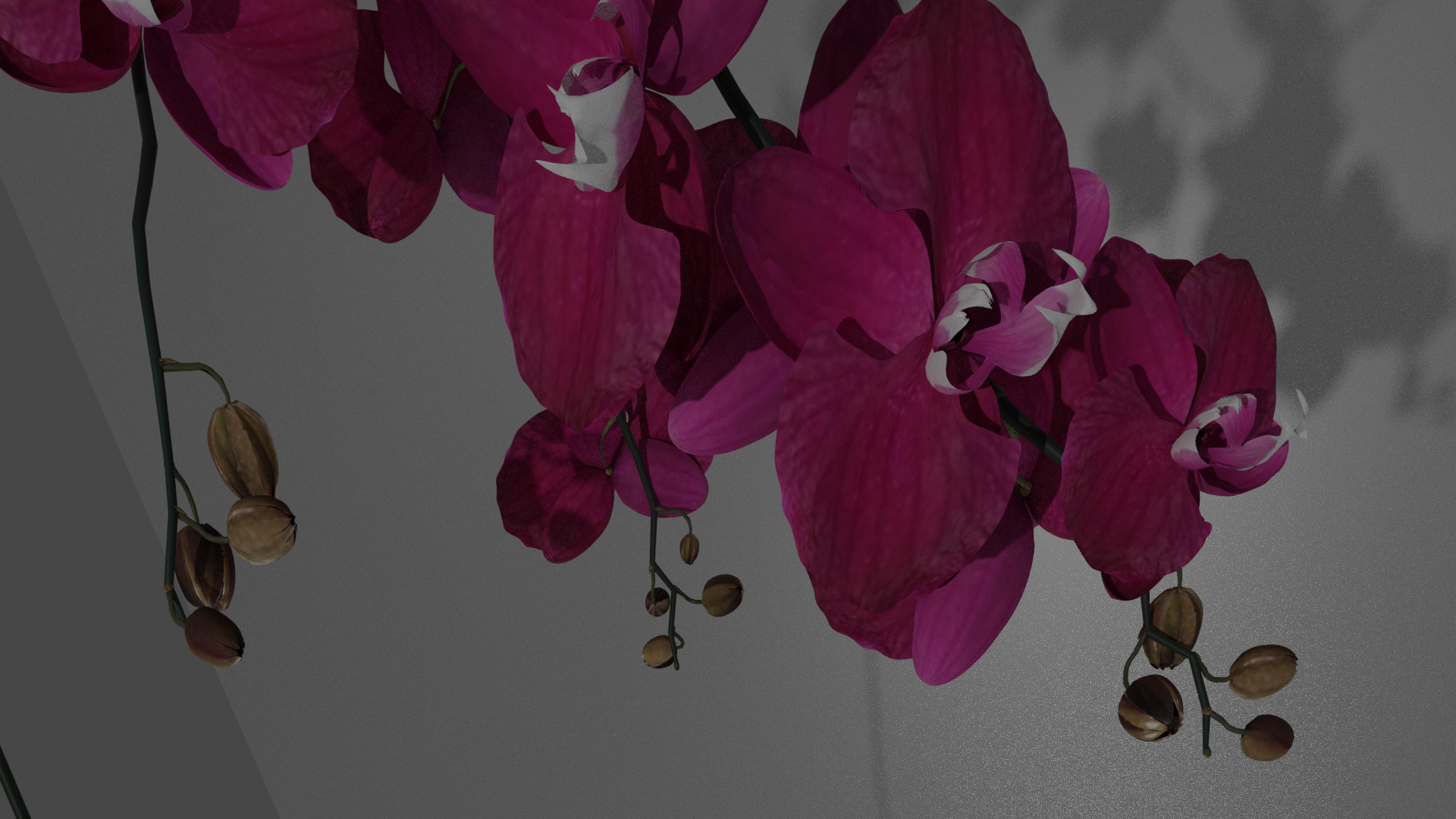 Orchid