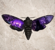 Acherontia composition