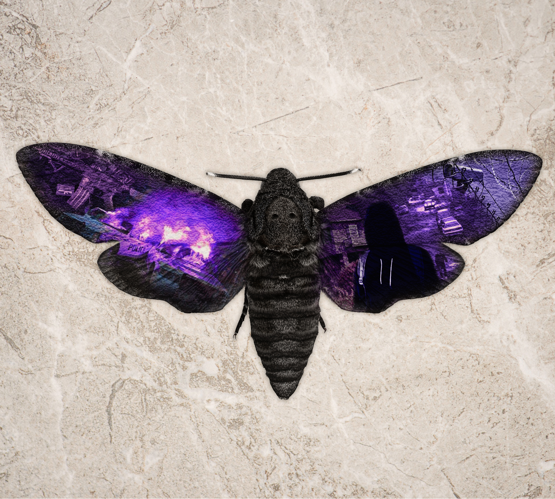 Acherontia composition