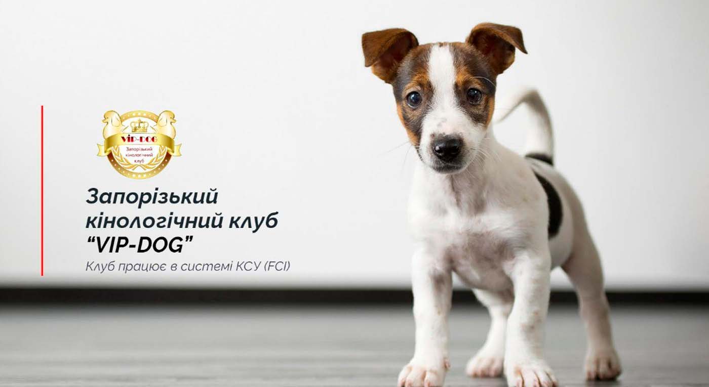 "VIP-DOG"