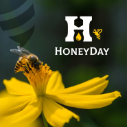 Лого HoneyDay